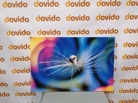 Stampa su tela – Goccia di rugiada su sfondo colorato