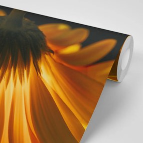 Carta da parati autoadesiva – Gerbera su sfondo scuro