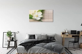 Quadro su vetro Magnolia bianca 100x50 cm