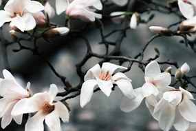 Quadro su tela – Magnolia che si risveglia