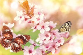 Quadro su tela – Fiori primaverili con farfalle esotiche