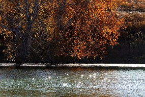 Carta da parati – Riflesso delle foglie nel lago