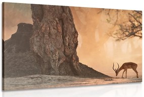 Quadro su tela – Antilope africana