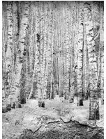 Coordonne Carta da parati panoramica Broken Forest - Black