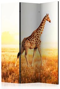 Paravento Giraffa - passeggiata (3 parti) - animale campo soleggiato