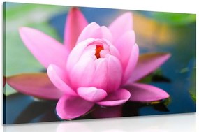 Quadro su tela – Splendido fiore rosa sul lago