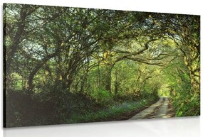 Quadro su tela – Foresta da fiaba