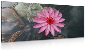 Stampa su tela – Incantevole fiore di loto