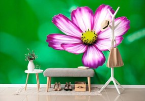 Carta da parati autoadesiva – Fiore da giardino di cosmea
