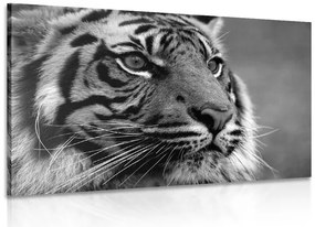 Stampa su tela – Tigre del Bengala in bianco e nero