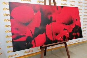 Stampa su tela – Splendido campo di papaveri