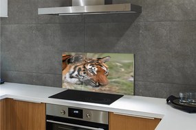 Pannello paraschizzi cucina Foresta della tigre 100x50 cm