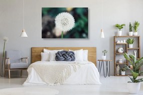 Stampa su tela – Soffione bianco soffice