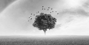 Stampa su tela – Albero solitario nel prato in bianco e nero