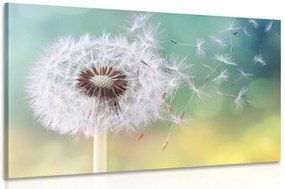 Stampa su tela – Soffione magico