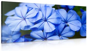 Stampa su tela – Fiori blu pittoreschi
