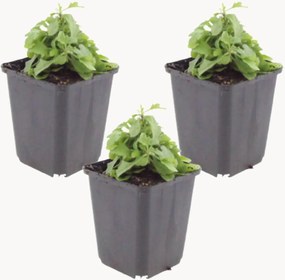 Set di 3 piante vere Mexican Daisy Erigeron Karvinskianus