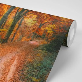 Carta da parati autoadesiva – Foresta in autunno