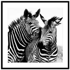 Quadro Zebra Vetro (2 x 50 x 50 cm)
