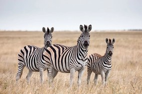 Stampa su tela – Tre zebre nella savana