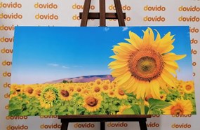 Quadro su tela – Campo di girasoli