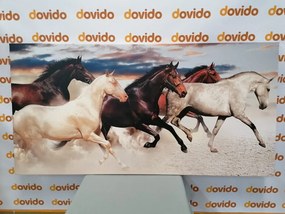 Stampa su tela – Branco di cavalli