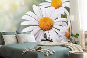 Carta da parati – Fiori di camomilla