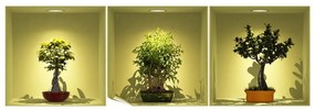 Set di 3 adesivi con effetto 3D Alberi Bonsai su Spot - Ambiance