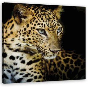 Quadro su tela, Leopardo maestoso  Dimensioni 30x30