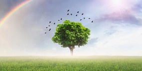 Stampa su tela – Albero solitario nel prato