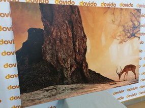 Quadro su tela – Antilope africana