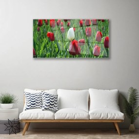 Quadro vetro acrilico Tulipani, fiori, natura 100x50 cm