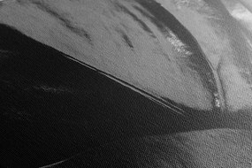 Stampa su tela – Foglia di monstera in bianco e nero