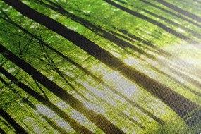 Stampa su tela – Foresta verde fresca