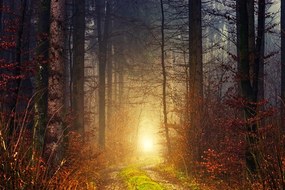 Carta da parati – Luce nel bosco