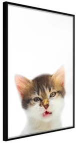 Poster  Funny Kitten  Cornice Quadri Cornice nera, Larghezza x Altezza Home decor 30x45