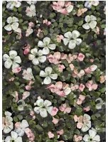 Coordonne Carta da parati Floral Tapestry - Pink