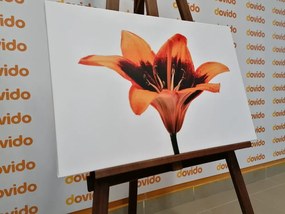 Quadro su tela – Giglio arancione