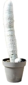 Pianta da interno ESPOSTOA LANATA VASO DIAM.CM. 40