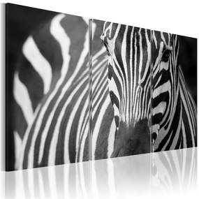 Quadro Signora zebra  Colore bianco e nero, Dimensioni e Misure 120x80