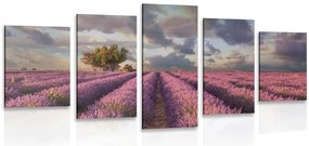 Quadri 5 pezzi – Terra dei campi di lavanda