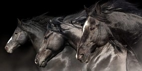 Quadro su tela – Tre cavalli al galoppo