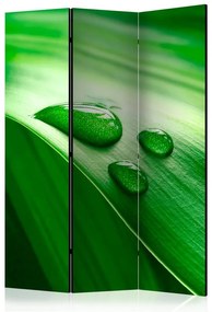 Paravento  Leaf and three drops of water [Room Dividers]  Colore ---, Dimensioni e Misure 135x172