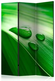 Paravento Leaf and three drops of water [Room Dividers]